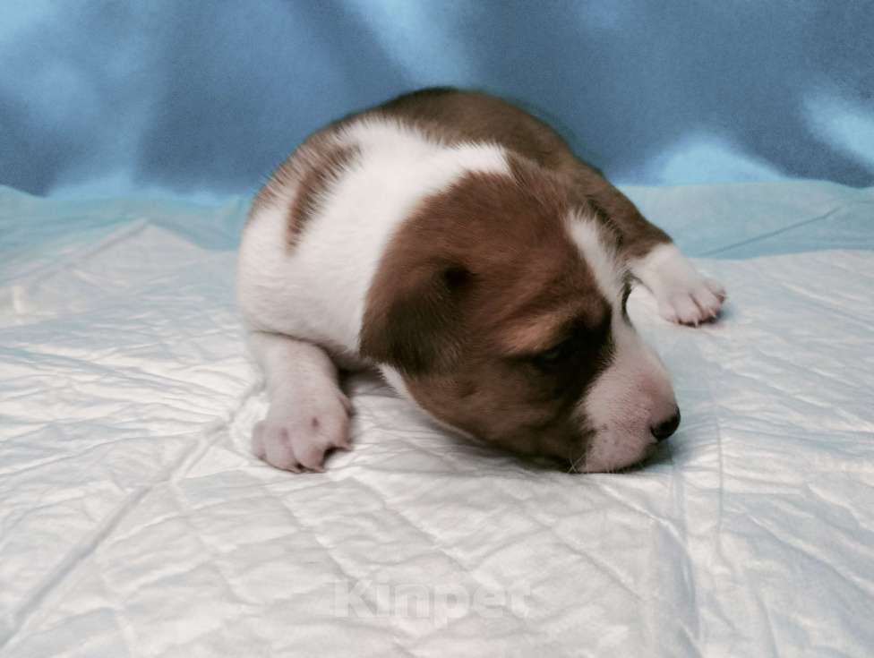 Собаки в Москве: Щенок басенджи рыже белый Мальчик, 50 000 руб. - фото 3