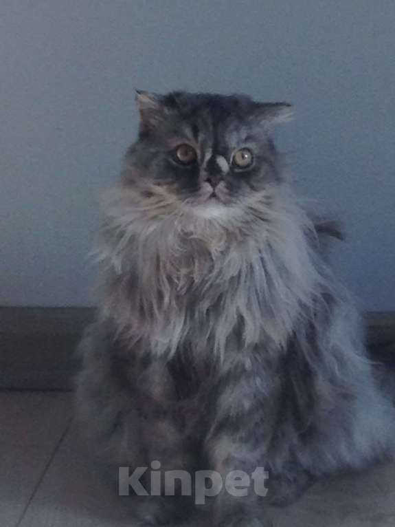 Кошки в Новосибирске: В добрые руки Мальчик, Бесплатно - фото 1