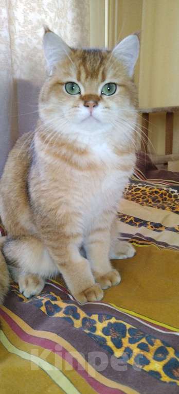 Кошки в Казани: Шотланский кот Вязка Мальчик, 10 000 руб. - фото 1