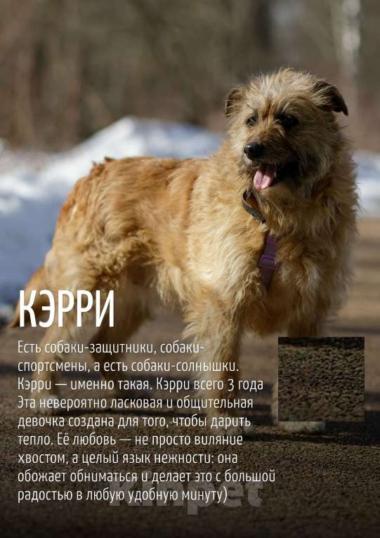 Собаки в Москве: Кэрри Девочка, Бесплатно - фото 3