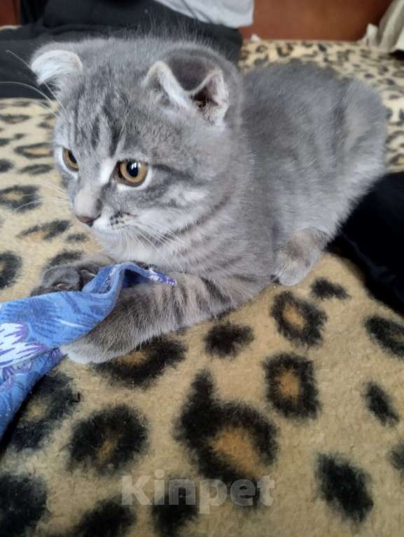 Кошки в Казани: Отдам в добрые руки котёнка 3 месяца мальчик.  Мальчик, Бесплатно - фото 4