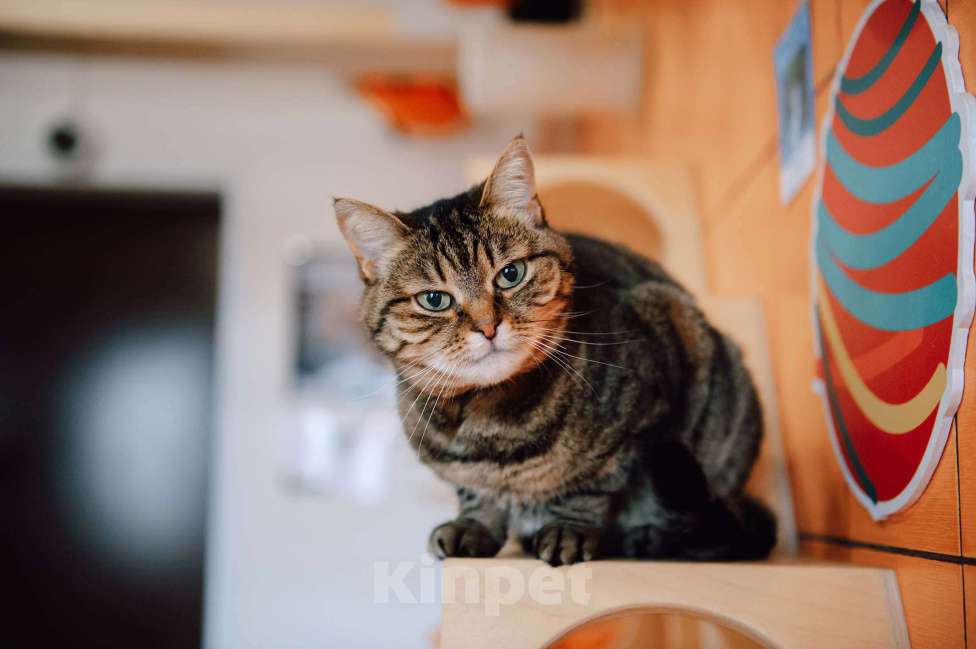 Кошки в других городах Московской области: Маришка в поисках дома Девочка, Бесплатно - фото 2