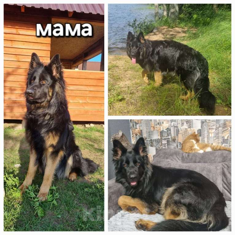 Собаки в Опочке: Продам щенков  Девочка, 30 000 руб. - фото 3