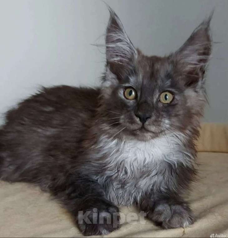 Кошки в Павловском Посаде: Мейн-кун мальчик 2 месяца Мальчик, 37 000 руб. - фото 3