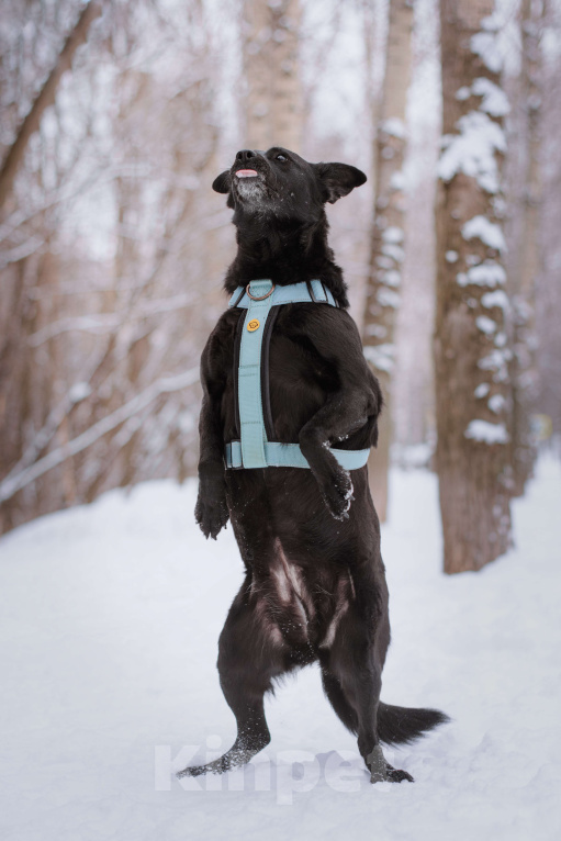 Собаки в Москве: Нора Девочка, Бесплатно - фото 3