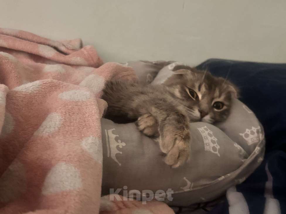 Кошки в других городах Краснодарского края: Помогите найти 🙏 Мальчик, Бесплатно - фото 1