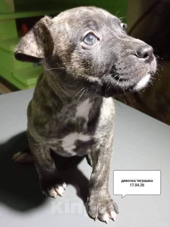 Собаки в других городах Московской области: Американский питбультерьер .Девочка Девочка, 25 000 руб. - фото 5