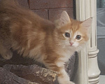 Кошки в Москве:   котенок курильского бобтейла Мальчик, 35 000 руб. - фото 2