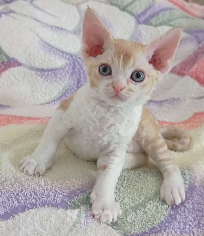 Кошки в Южном-Сахалинске: Девон рекс Мальчик, 100 000 руб. - фото 1