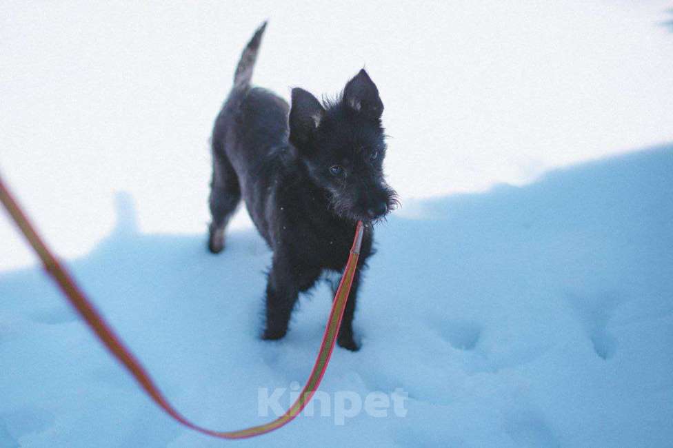 Собаки в Москве: Небольшая собачка Бонечка в добрые руки Девочка, Бесплатно - фото 2