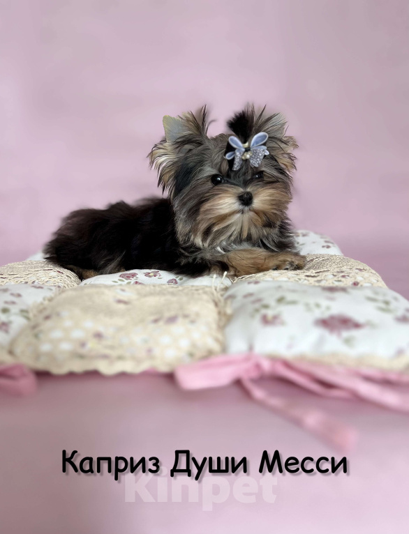 Собаки в Сосновом Бору: Девочка Мэсси йорктиз ( НРКА) Девочка, 50 000 руб. - фото 3