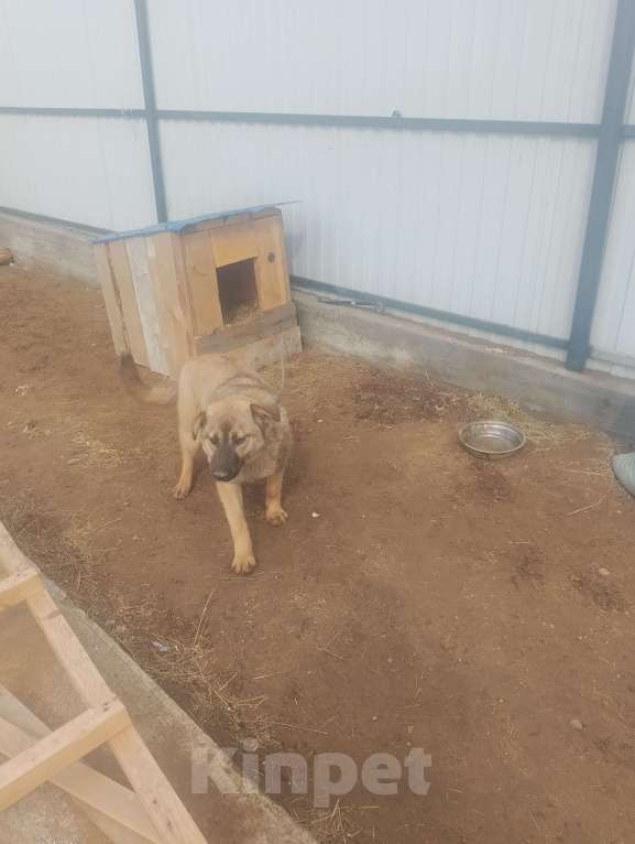 Собаки в Улане-Удэ: Отдам собаку девочку в добрые руки  Девочка, Бесплатно - фото 2