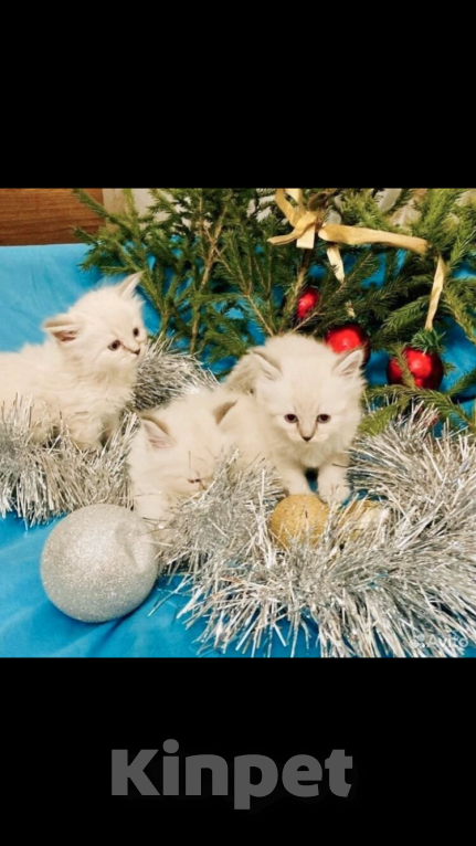 Кошки в Москве: Рэгдолл девочки Девочка, 35 000 руб. - фото 5