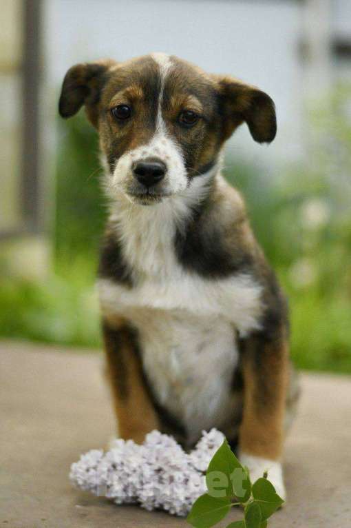 Собаки в Яхроме: Щенок девочка Дина ищет дом Девочка, Бесплатно - фото 5