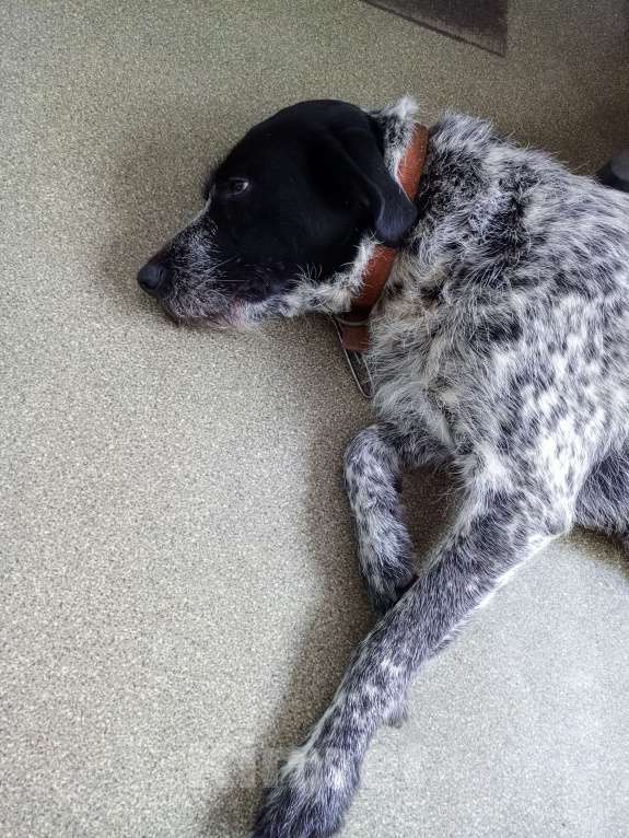 Собаки в Санкт-Петербурге: Найдена собака Девочка, Бесплатно - фото 1