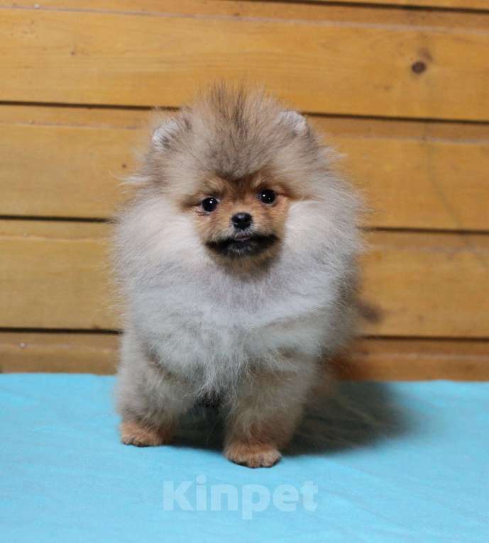 Собаки в Москве: Крошечная девочка померанского шпица Девочка, Бесплатно - фото 4