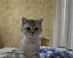 Кошки в Омске: Срочно продам мальчика, в связи с переездом Мальчик, 2 500 руб. - фото 1