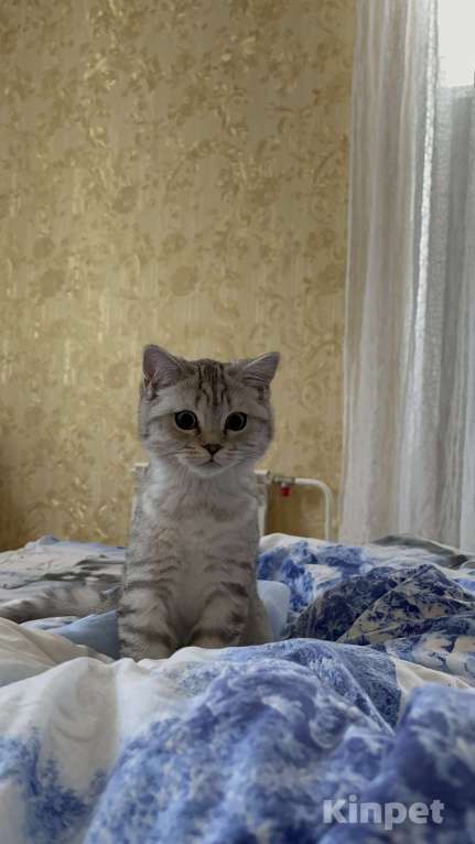 Кошки в Омске: Срочно продам мальчика, в связи с переездом Мальчик, 2 500 руб. - фото 1