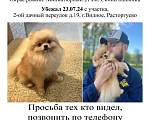 Собаки в Видном: Пропала собака Мальчик, 30 000 руб. - фото 2