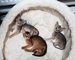 Кошки в Раменском: Абиссинские котята  Девочка, 45 000 руб. - фото 2