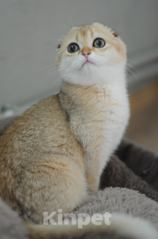 Кошки в Бахчисарае: Шотландская кошечка в разведение  Девочка, 75 000 руб. - фото 5