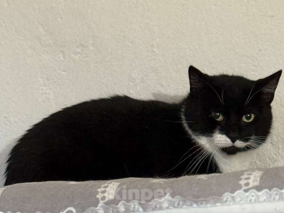 Кошки в Санкт-Петербурге: Маркиз из приюта в добрые руки Мальчик, Бесплатно - фото 9