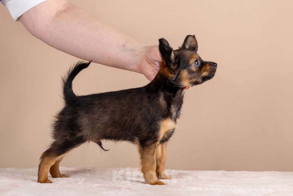 Собаки в Сосновом Бору: Щенок русского тоя длинношерстного Мальчик, Бесплатно - фото 2
