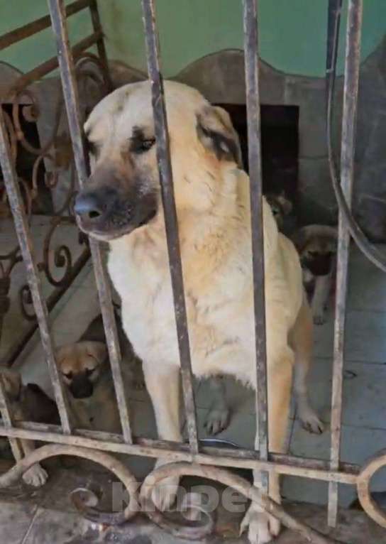 Собаки в других городах Московской области: Пропала собачка Девочка, Бесплатно - фото 2