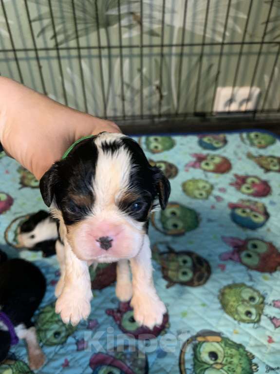 Собаки в Краснодаре: Мальчики  кавалер Кинг Чарльз триколор  Мальчик, 50 000 руб. - фото 10