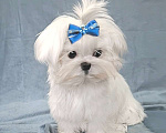 Собаки в Москве: мальтезе мини девочка Девочка, 145 000 руб. - фото 3