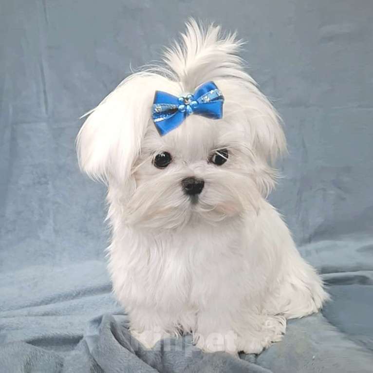 Собаки в Москве: мальтезе мини девочка Девочка, 145 000 руб. - фото 3