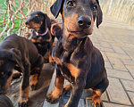 Собаки в других городах Краснодарского края: Щенки добермана Девочка, 25 000 руб. - фото 4