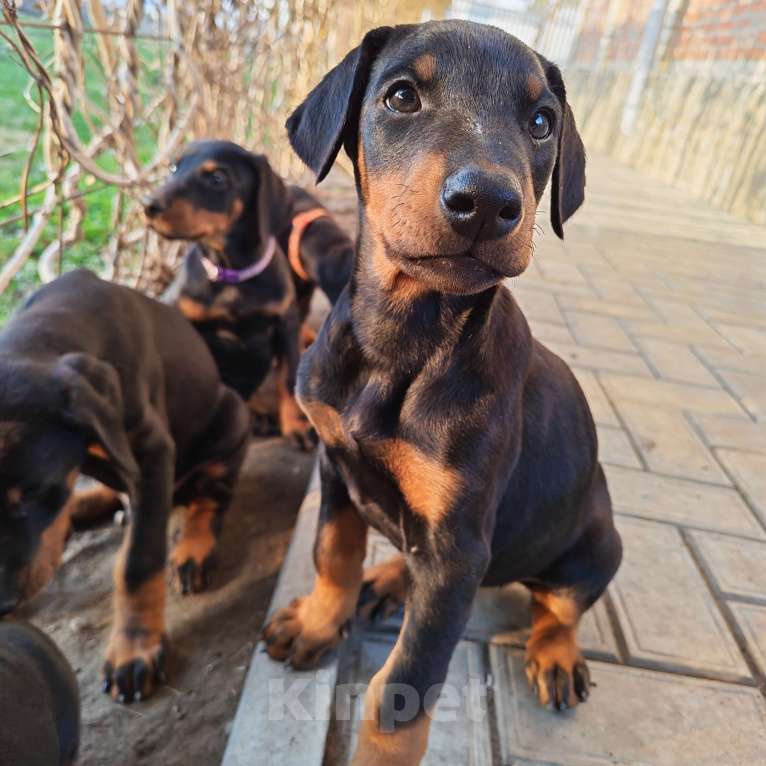 Собаки в других городах Краснодарского края: Щенки добермана Девочка, 25 000 руб. - фото 4