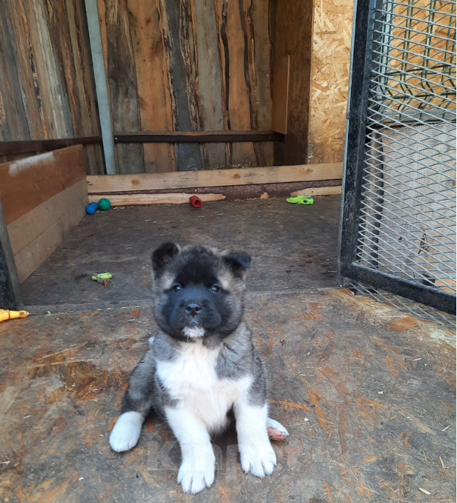 Собаки в Москве: Щенки американской акиты Мальчик, 60 000 руб. - фото 3