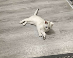 Кошки в Казани: Продам котенка Мальчик, 5 000 руб. - фото 1