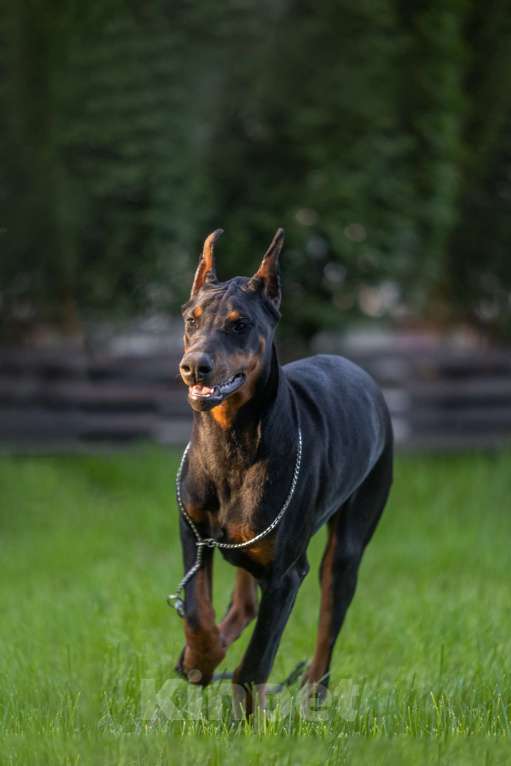 Собаки в Курске: Очаровательная девочка РКФ  Девочка, 105 000 руб. - фото 10