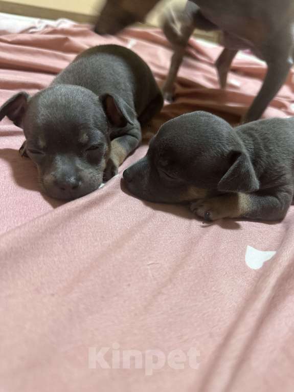 Собаки в Армавире: Мини тойчик Девочка, 15 000 руб. - фото 3