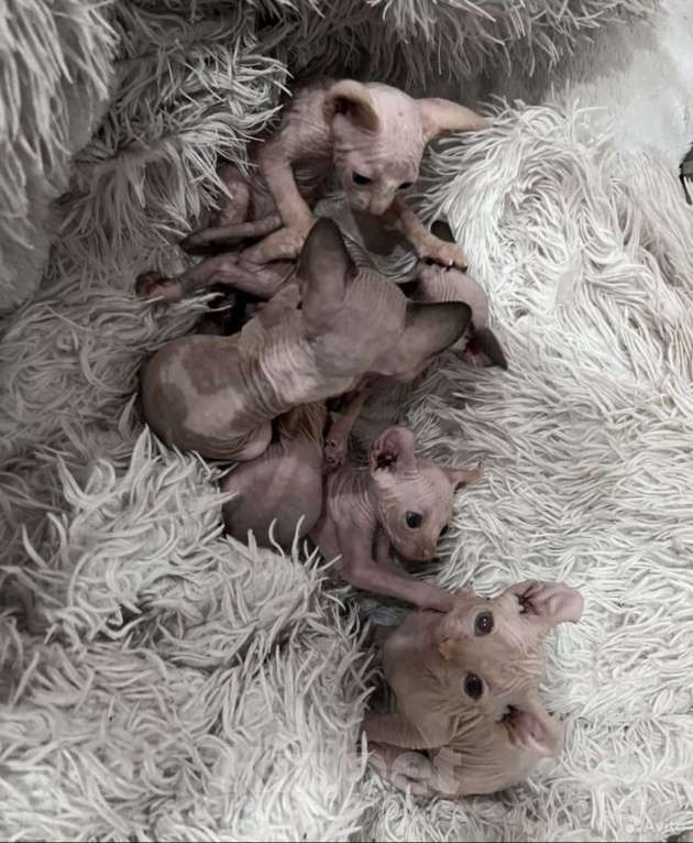 Кошки в Смоленске: Канадский сфинкс Мальчик, 10 000 руб. - фото 7