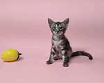 Кошки в Москве: Котенок Урфин ищет дом Мальчик, Бесплатно - фото 1