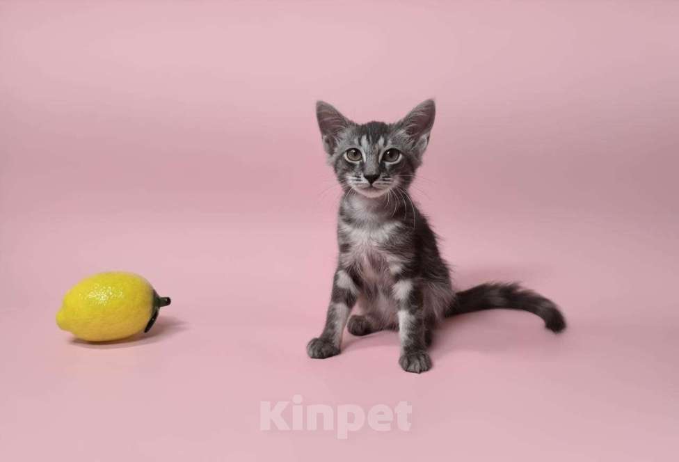 Кошки в Москве: Котенок Урфин ищет дом Мальчик, Бесплатно - фото 1