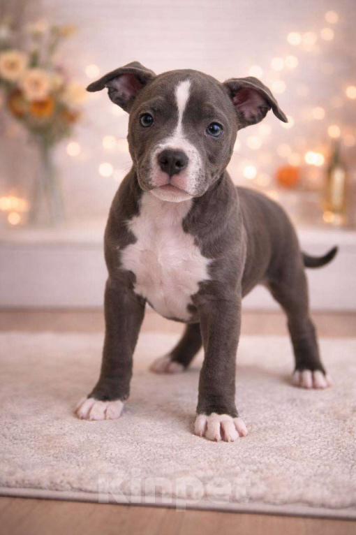 Собаки в Челябинске: Щенки Американского булли  Мальчик, 80 000 руб. - фото 1