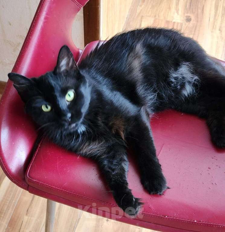 Кошки в Симферополе: Кошка Девочка, 300 руб. - фото 3