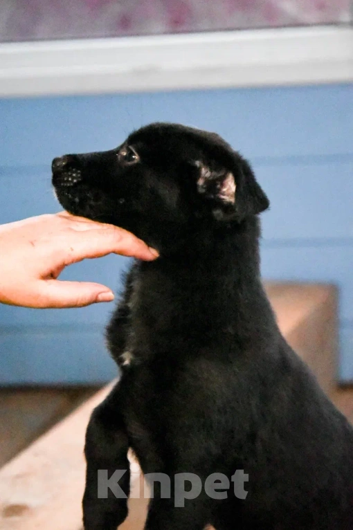 Собаки в Лосином-Петровском: Джемма малышка из Волгорада в мо Девочка, Бесплатно - фото 3