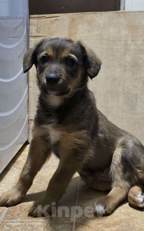 Собаки в Москве: Отдам щенков в добрые руки Разнополые, Бесплатно - фото 4