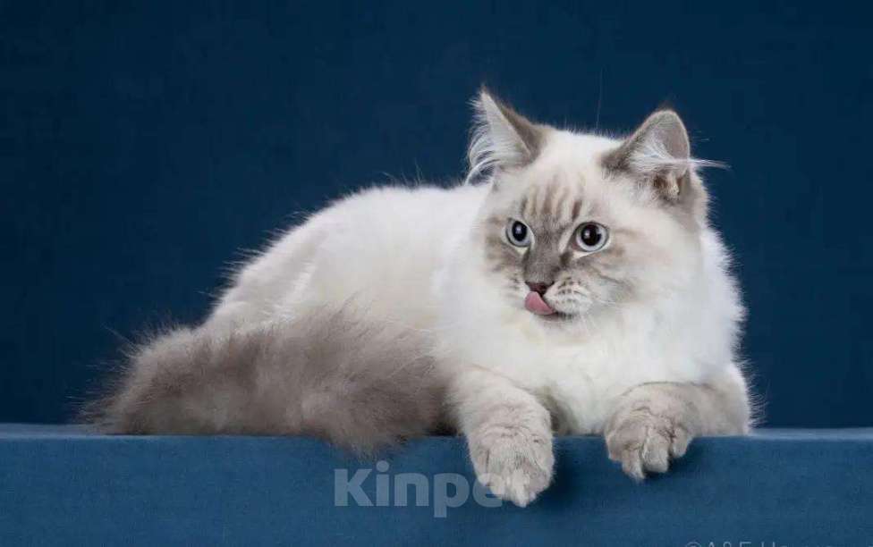 Кошки в Москве: Сибирский (Невский Маскарадный)  котенок) Мальчик, Бесплатно - фото 6