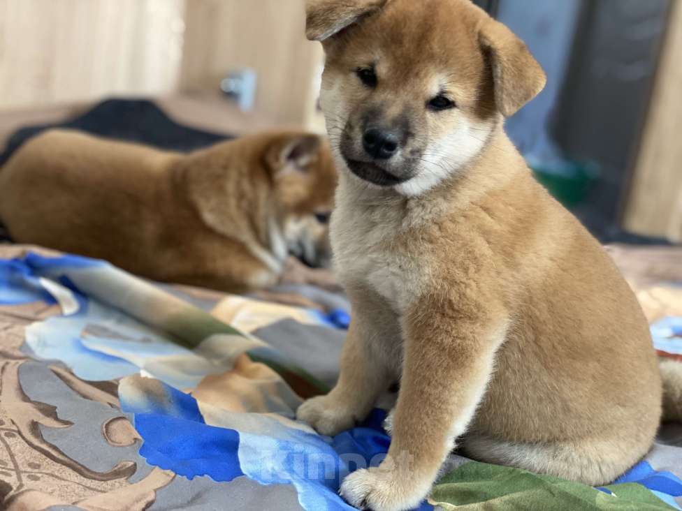 Собаки в Санкт-Петербурге: Щенок сиба-ину мальчик Мальчик, 70 000 руб. - фото 6