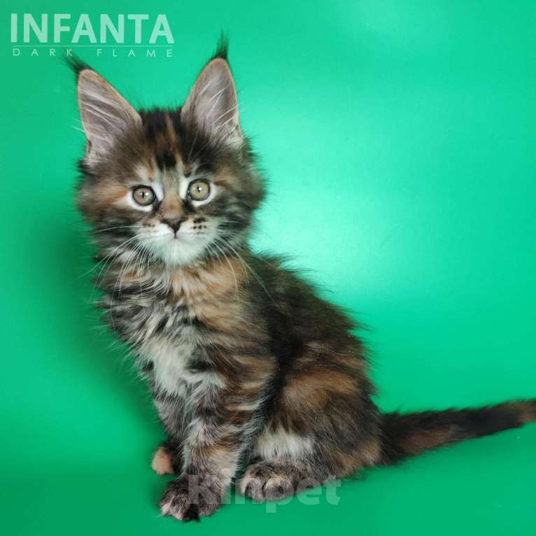 Кошки в других городах Воронежской области: Infanta Dark Flame Девочка, 50 000 руб. - фото 6