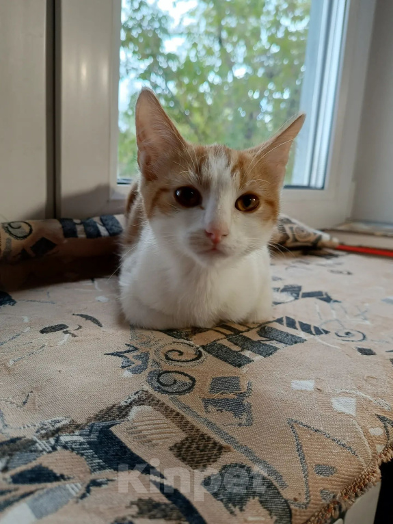 Кошки в Калуге: Котенок Мальчик, Бесплатно - фото 3