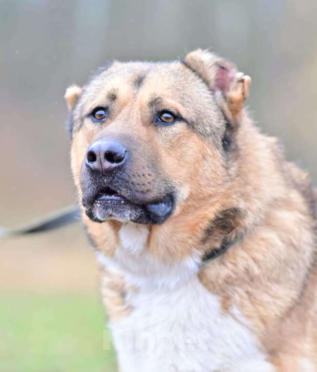 Собаки в Москве: алабай в добрые руки Мальчик, Бесплатно - фото 3