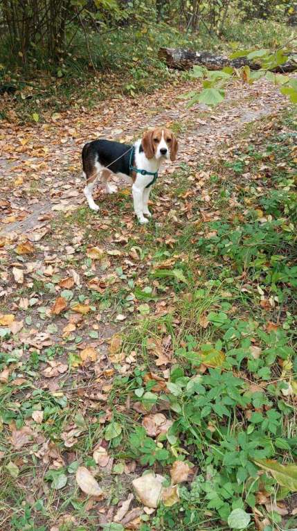 Собаки в Рязани: Срочно продам в связи с переездом Девочка, 25 000 руб. - фото 2